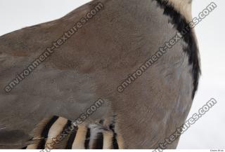 animal skin feather 0003